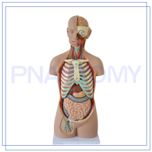 PNT-0311 85 CM modelo de anatomia modelo de anatomia 3d torso do pescoço da cabeça Humana médica
